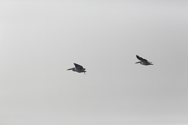 Keoladeo national park-146